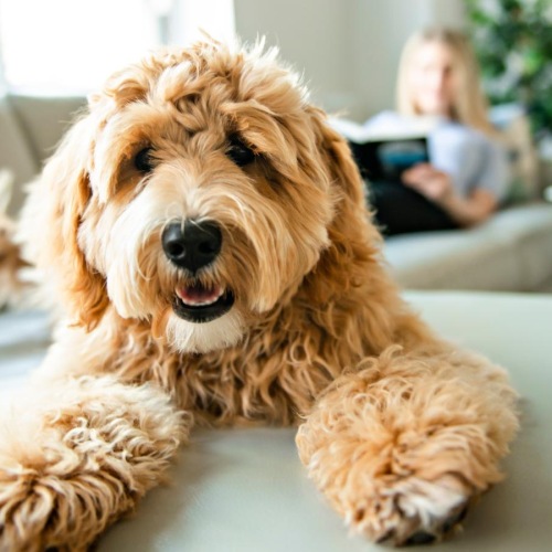 a dog sitting on a couch